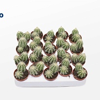 Кактус Телокактус Гексаэдрофорус d5 h10 20шт