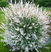 Ива (Salix) цельнолистная Хакуро Нишики d14 h30-40 1шт