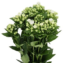 Бовардия White Sensation 10шт