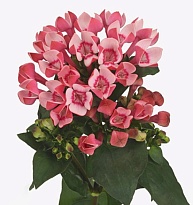 Бовардия Royal Sweet Lady 10шт