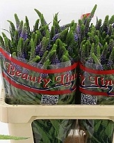 Вероника 10шт