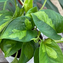 Эпипремнум Глобал Грин ханг d15 h70 6шт