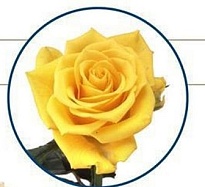 Роза Sonrisa дл.35 10шт