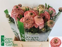 Лютик Aazur Antique Pink 10шт