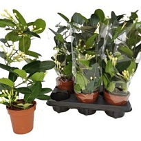 Стефанотис Цилиндр d12 h40 6шт