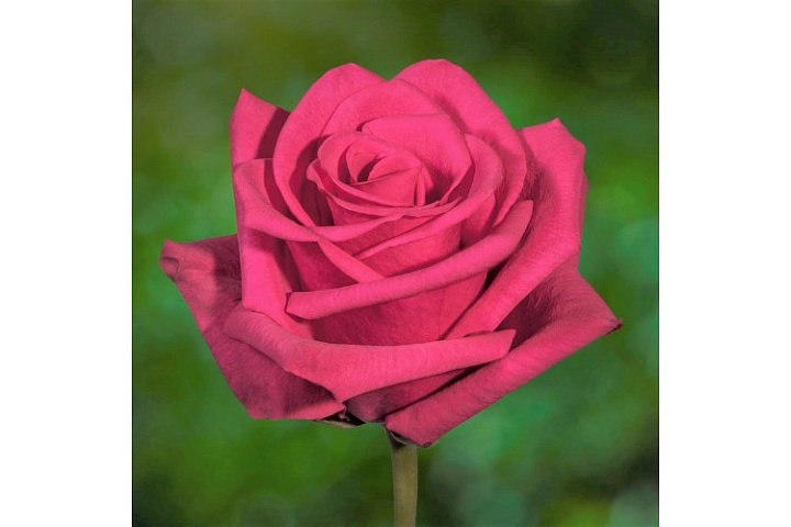 Роза Brayan Hot Explorer дл.70 25шт