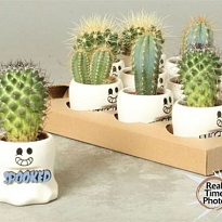 Кактус микс (керам. Приведение) d9 h15 12шт