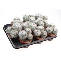 Кактус Маммилярия Ханиана d12 h15 6шт