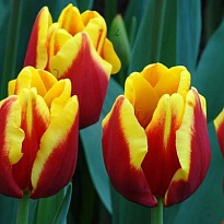 Тюльпан Денмарк 10шт