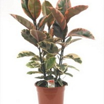 Фикус Белиз d17 h55 6шт