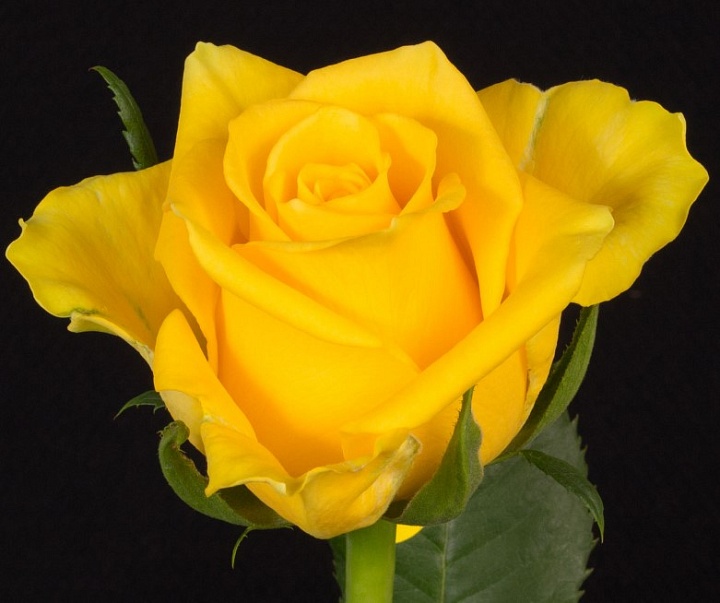 Роза PJ Dave Moon Walk дл.40 10шт