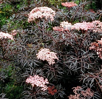 Бузина (Sambucus) черная Блэк Лэйс d9 h10-20 18шт