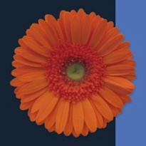 Гербера Mandarina 25шт