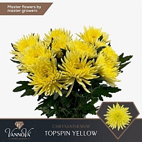 Хризантема одноголовая Topspin Yellow 10шт