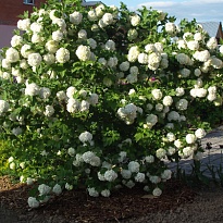 Калина (Viburnum) обыкновенная Розеум d9 h25-35 18шт