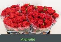 Роза кустовая Armelle дл.50 10шт