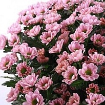 Хризантема Сантини Rossi Pink 25шт