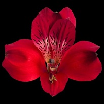 Альстромерия Bella Rosa S.a. Red Queen дл.60 10шт