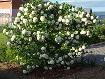 Калина (Viburnum) обыкновенная Розеум d30 h80 1шт