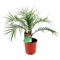 Пальма Архонтофеникс Александры d17 h80 1шт