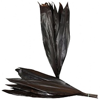 Кордилина Black Tie 1пуч