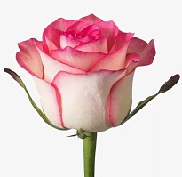 Роза Flora Ola Jumilia дл.40 10шт