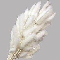 Лагурус сухоцвет, h60-70см, 60шт, белый