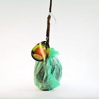 Груша Северянка краснощекая/С 1шт