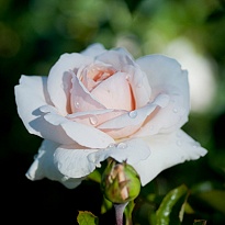 Роза Пенни Лейн плетистая/Цв.Кор