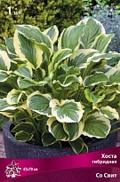 Хоста гибридная Со Свит 1шт
