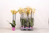 Орхидея Фален. Желтый 3 ст d12 h65 6шт