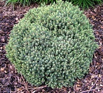 Ель (Picea) канадская Блю Плэнет 5л h20-25 1шт