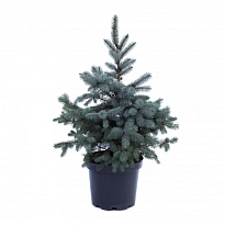 Ель (Picea) колючая Супер Блю d30 h140 1шт