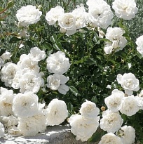 Роза Свани почвопокровная/Цв.Кор