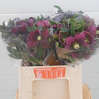 Хелеборус Queens Red 5шт