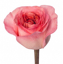 Роза Succes Pink X-pression дл.40 25шт