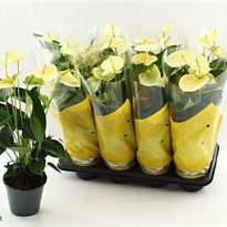 Антуриум Ванилла d14 h50 8шт