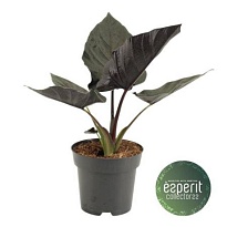 Алоказия Анторо Вельвет d14 h30 8шт