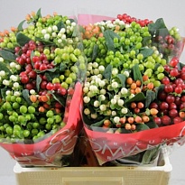 Гиперикум Magical Mix 25 шт