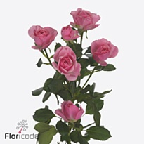 Роза кустовая One Top дл.50 10шт