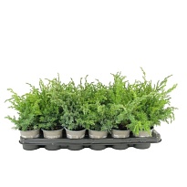 Можжевельник (Juniperus) чешуйчатый Блю Сведе d9 h15 18шт