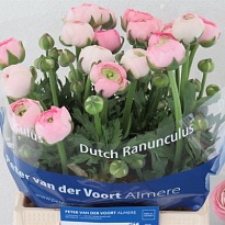 Лютик Amandine Marshmallow 10шт