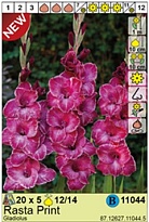 Гладиолус Раста Принт 12/14 5шт*