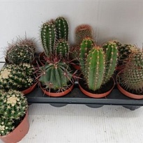 Кактус Маммилярия Элонгата d8 h15 12шт