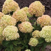 Гортензия (Hydrangea) метельчатая Литтл Лайм 7,5л h50-60 1шт
