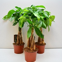 Пахира Твист Стем d12 h35 9шт