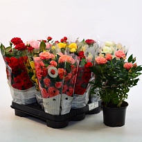 Роза Кордана микс d10 h30 12шт