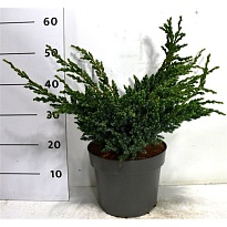 Можжевельник (Juniperus) чешуйчатый Мейери d26 h50 1шт