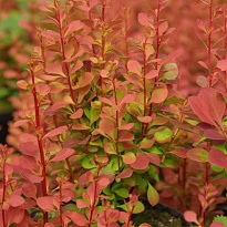 Барбарис (Berberis) Тунберга Ориндж Рокет d9 h35-45 1шт