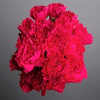 Гвоздика Одноголовая Dark Pink (К) дл.70 20шт